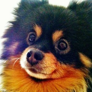 Meet your Posher, Angie